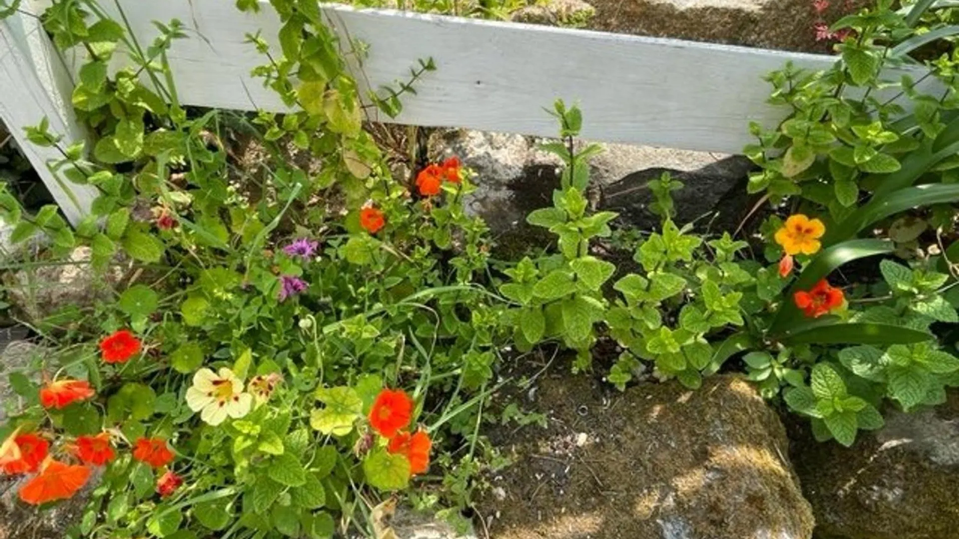 Maison De Pecheur Calme A Tregastel Avec Jardin Clos, Proches Commerces Et Plage, 3 Pers, 3 Etoiles - Fr-1-542-51